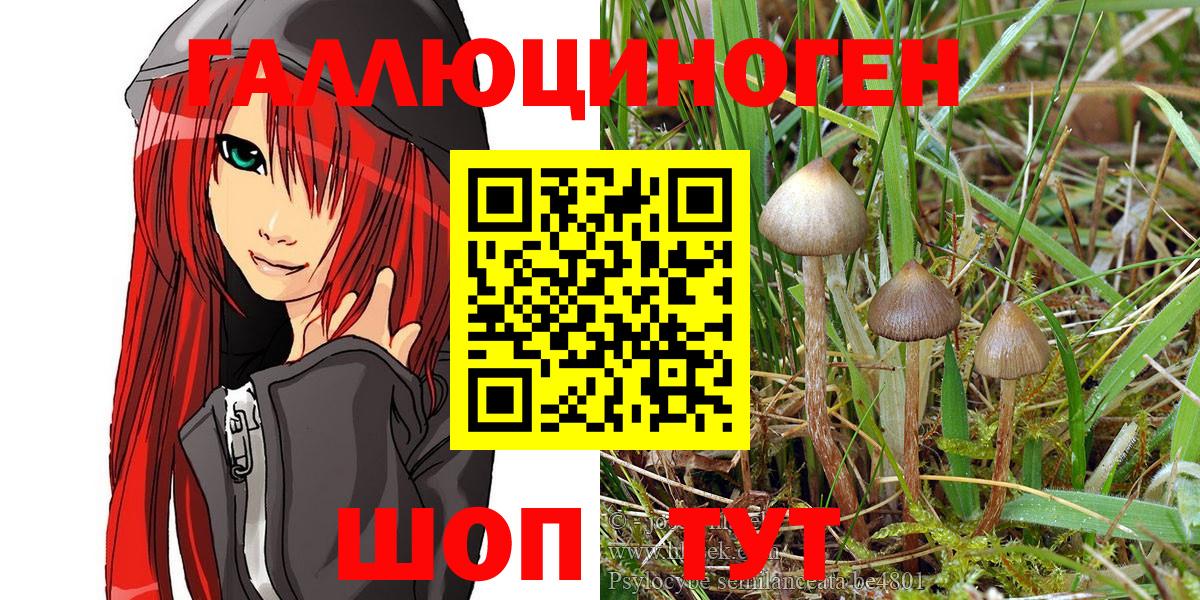 Псилоцибиновые грибы Psilocybe  Геленджик  Галлюциногенные грибы GOLDEN TEACHER 